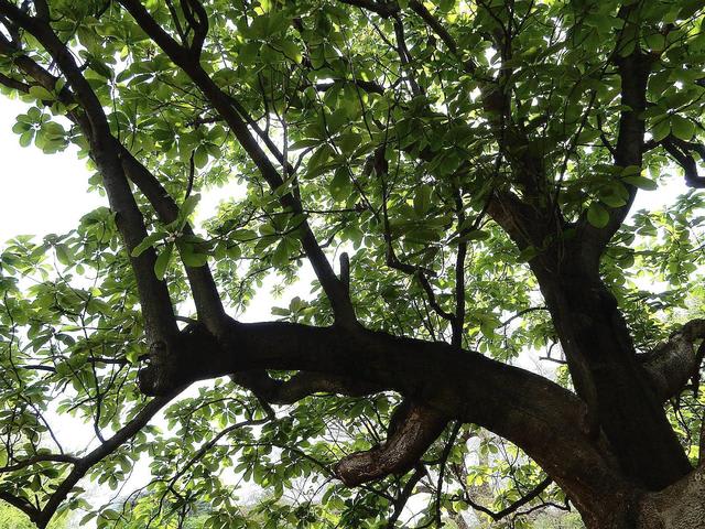 ホオノキ　樹木　9
