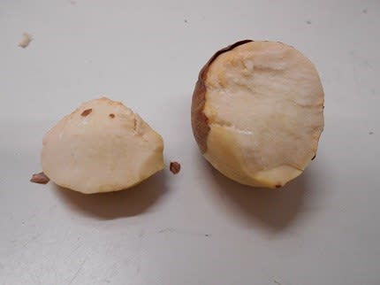 アボカドの種を齧ると割れた 天地わたるブログ