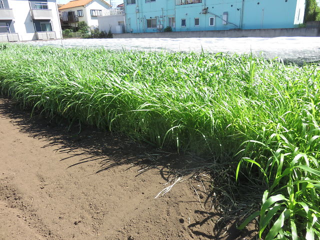 センチュウ対策緑肥の鋤きこみ Kishi1生産履歴
