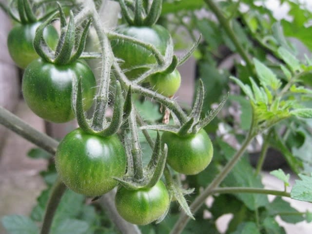 フルーツトマトの苗に緑の実が 散歩の道すがら