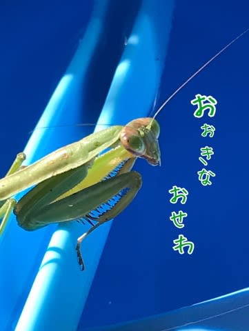 そ、そうですね、落ちても自己責任っすヨ そ、そうですね、落ちても自己責任っすヨ