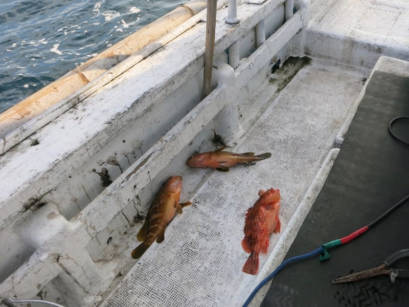 居組の海で白イカ釣り 前編 はりさんの旅日記