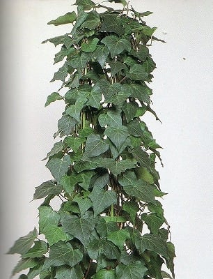 ヘデラ カナリエンシス 株式会社グリーンアシスト 植彩 植物で彩る