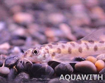 ポルカドットローチ アクアウィズのオススメ 熱帯魚