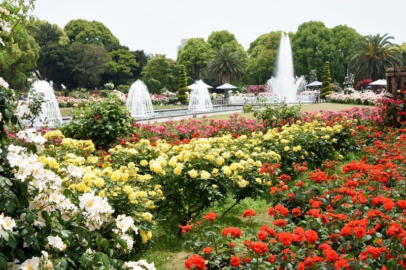 須磨離宮公園 バラが見頃 神戸市須磨区 17 05 21 なごみの花屋さん
