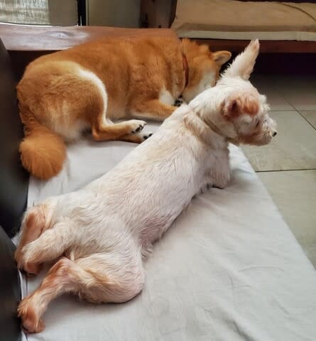 ライバル 哲 あずき とん いぶき ドタバタ多頭飼い ライバル 哲 あずき とん いぶき ドタバタ多頭飼い