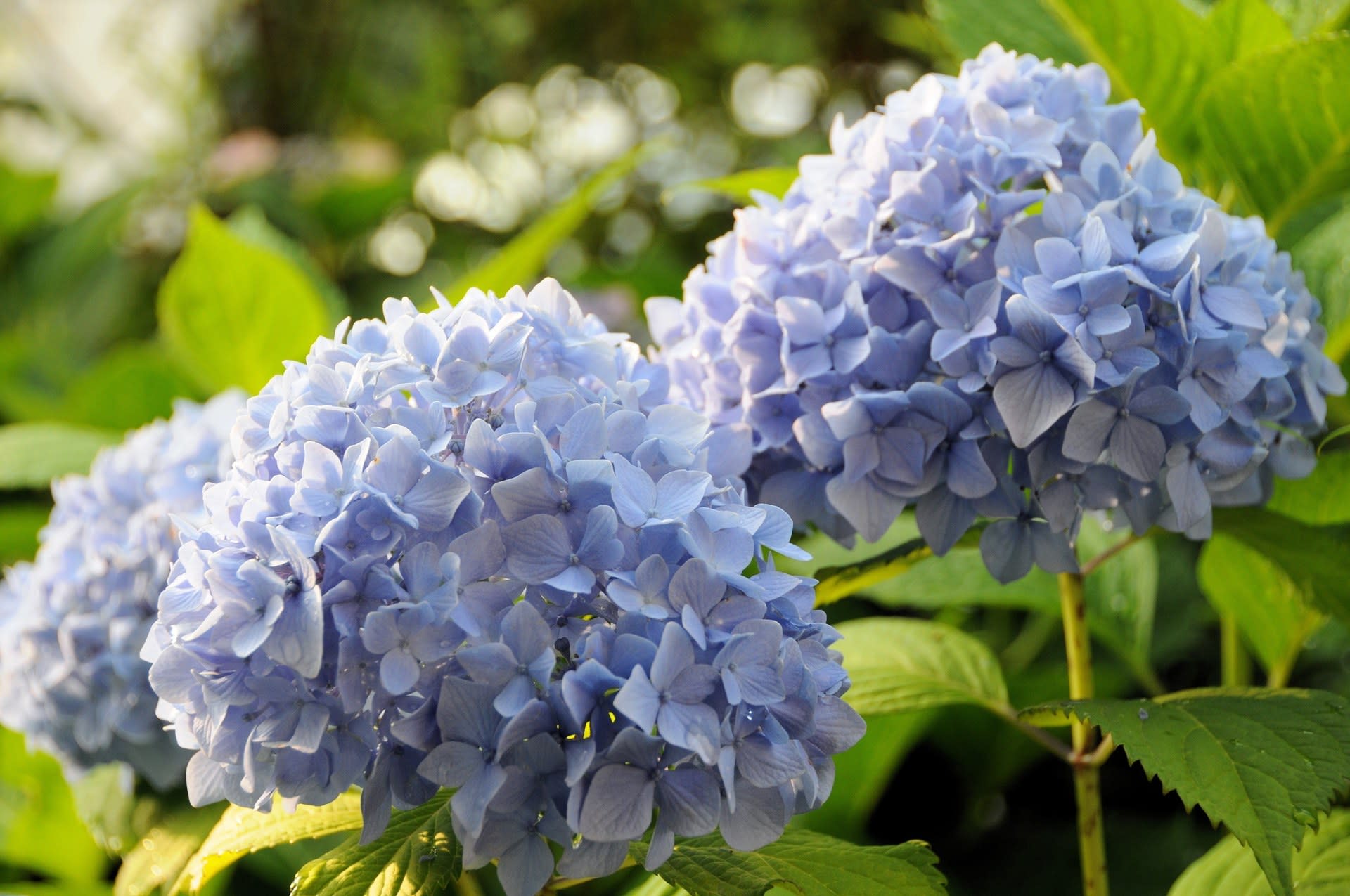 紫陽花の花色！の画像