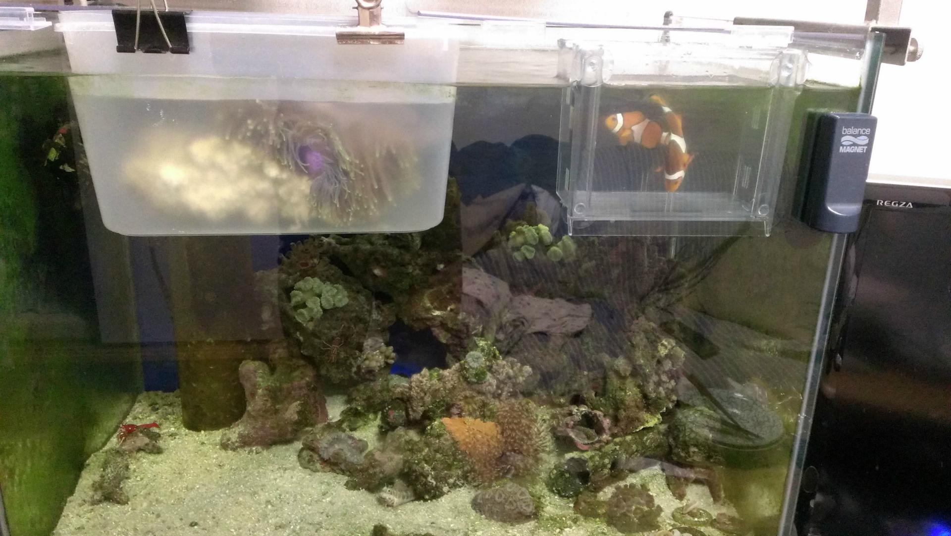 正規通販 海水魚 イソギンチャク シライトイソギンチャク Lサイズ 13 17cm 3個 Shipsctc Org 正規通販 海水魚 イソギンチャク シライトイソギンチャク Lサイズ 13 17cm 3個 Shipsctc Org