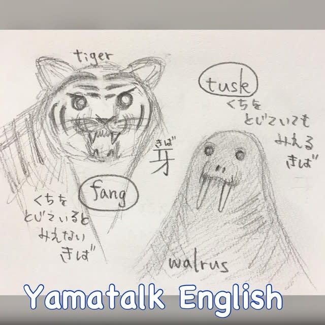 牙には英語で２つの言い方がある 東京オンライン英語教室のyamatalk English でジョリーフォニックスも習えます