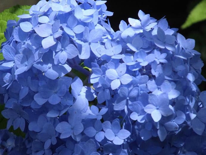 私の好きな水色紫陽花 私の好きな時間