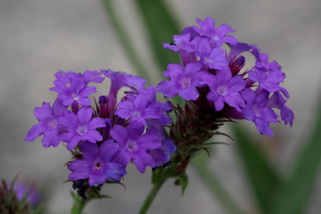 驚くばかり宿根 バーベナ 最高の花の画像 驚くばかり宿根 バーベナ 最高の花の画像