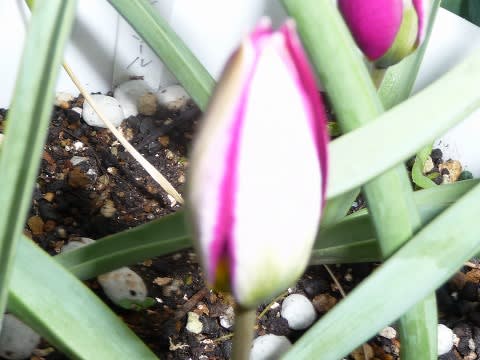 チューリップ ペルシャンパール 花との出会いで癒されています