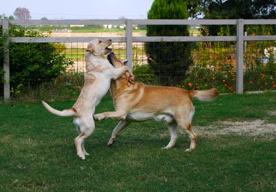 父犬デュークと子供 子犬 達 水曜日 ラブラドール トリプルスター昨日 今日 明日