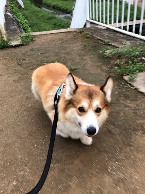 ２代目コーギー 元気 成長日記 初代コーギー犬斗の日常