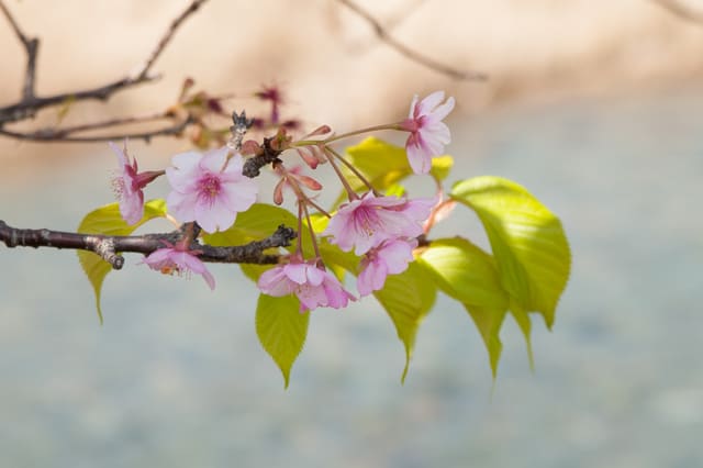 DSC_2763_河津桜.jpg