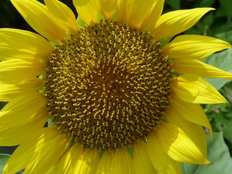 ヒマワリ 向日葵 Hayashi No Ko