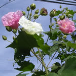 芙蓉(?) 芙蓉(?)