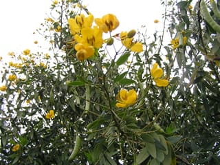 黄色い花の豆の木 ようこそムラシンワールドヘ