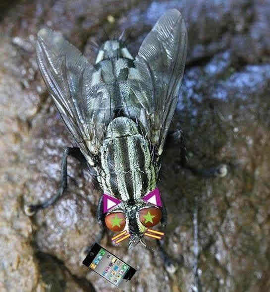 18年1月27日 インスタバエというハエ 頼子百万里走単騎 Riding Alone For Millions Of Miles