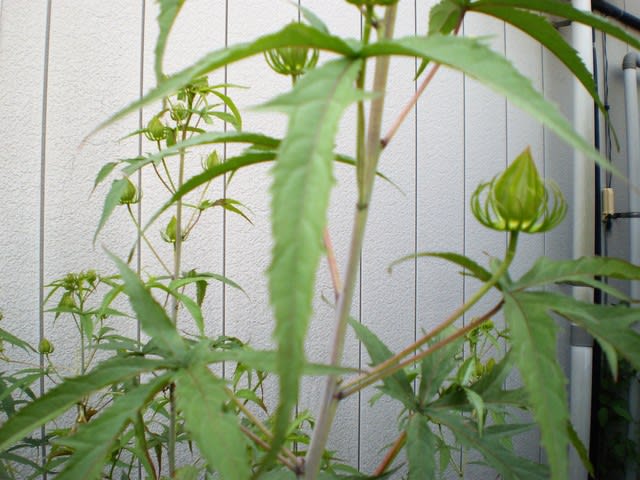 タイタンビカス