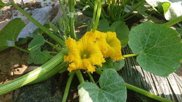 夏野菜の花が出揃いました 黄色の花が多い理由は さぁて 畑へ行こう