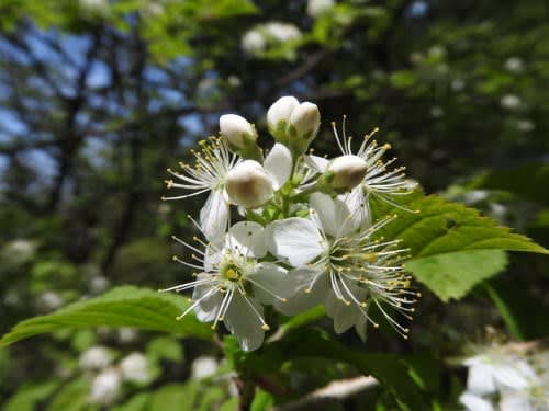 高ボッチ高原・鉢伏山の植物　ミヤマザクラ（深山桜）