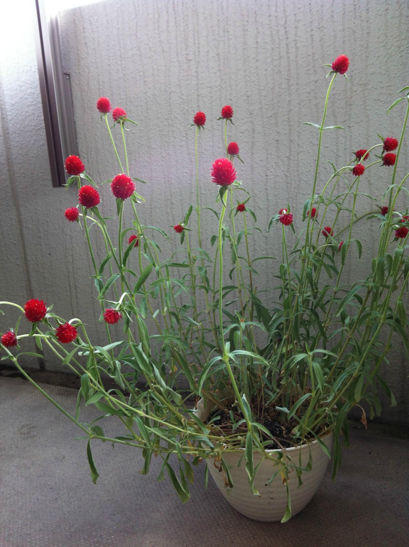 ストロベリーフィールド のブログ記事一覧 ざっくりベランダガーデニング