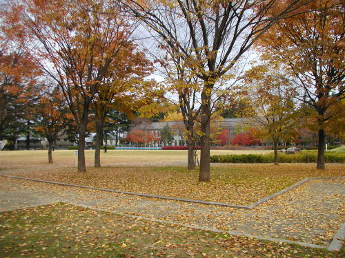 県の森の紅葉