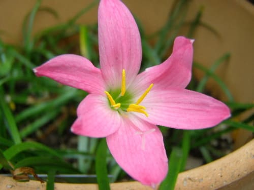 ゼフィランサス ロゼア Zephyranthes Rosea の花 モノトーンでのときめき