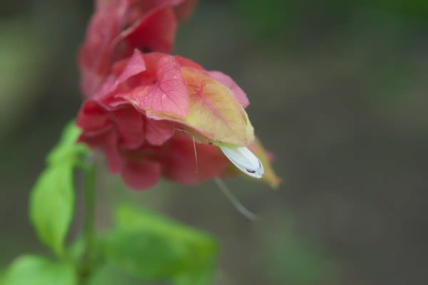 ベロペロネ 海老の尻尾のような花は11月18日の誕生花 Aiグッチ のつぶやき