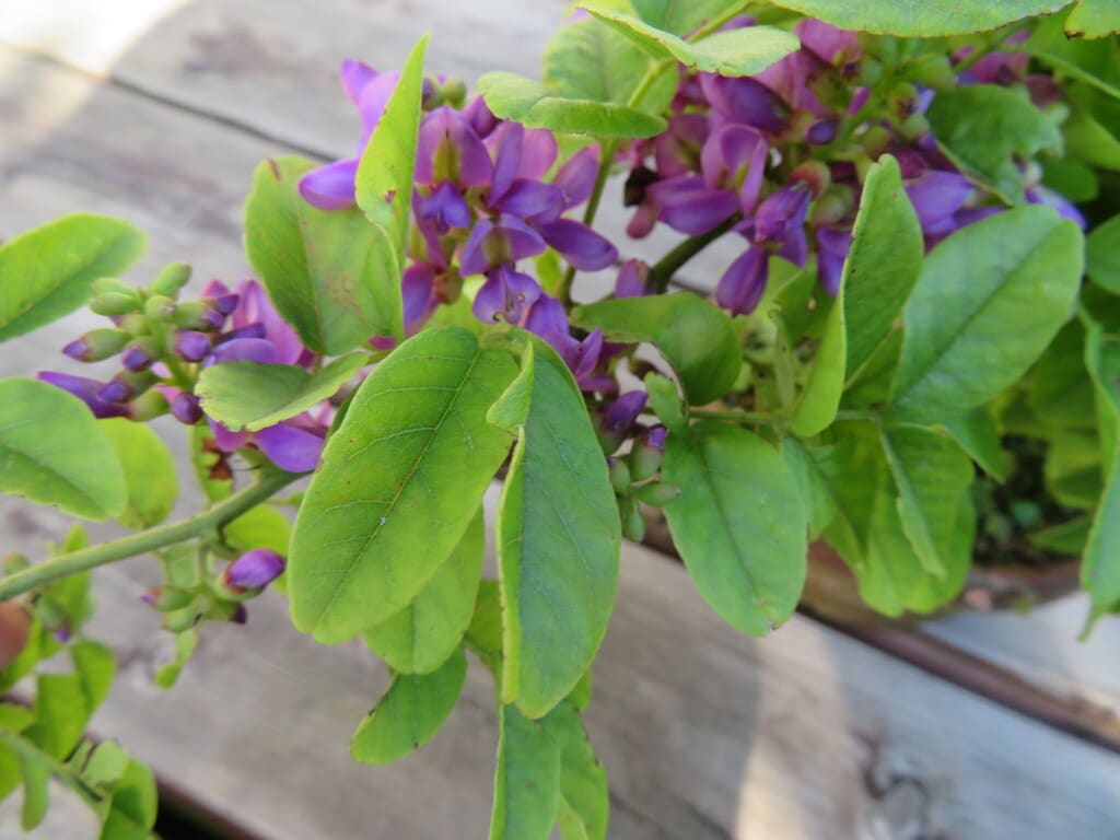 季節外れの薩摩サッコウフジの開花 ネリネの花 他 やまんなか