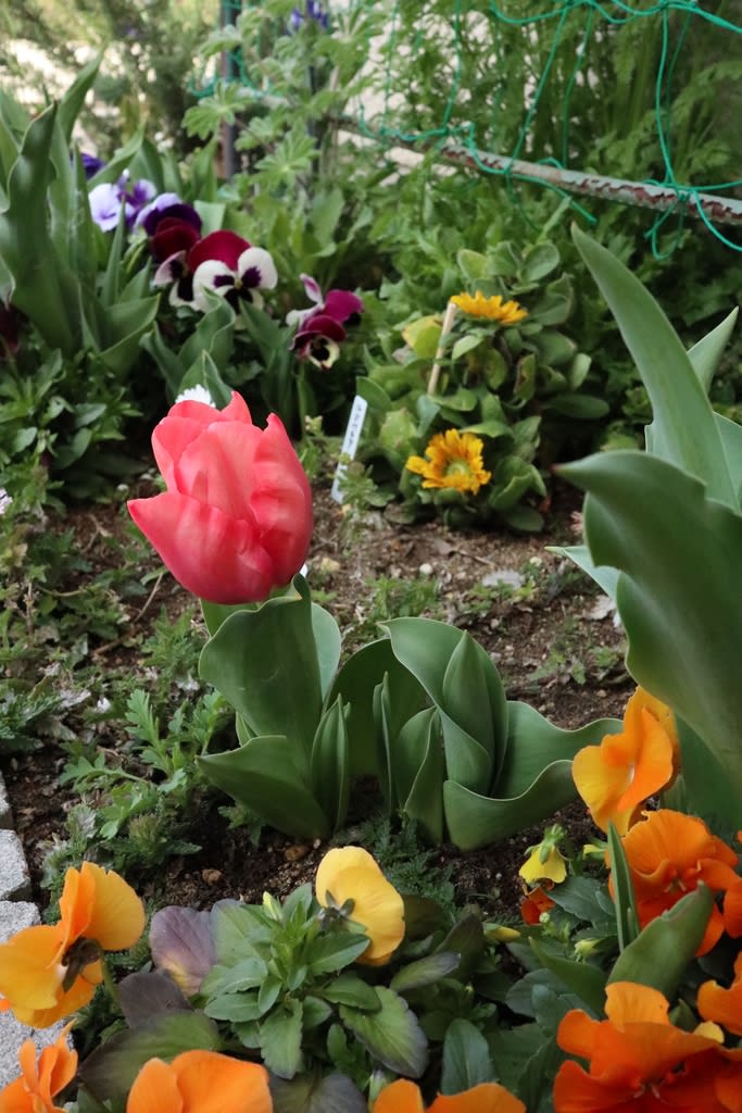 3月のコミュニティーセンターのお花達　 - お庭がなくても薔薇に囲まれて暮らしたい！