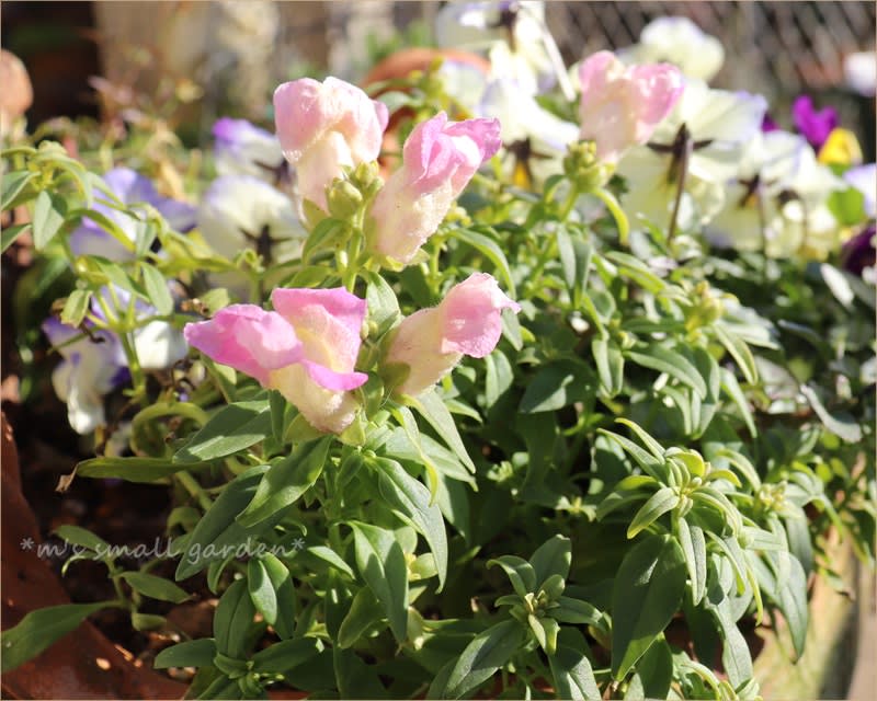 小さな可愛い金魚草 傷がないから傷が目立つ M S Small Garden