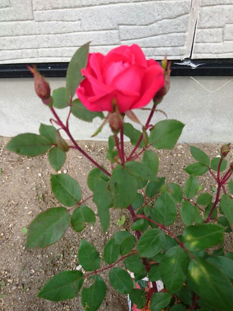 ダブルノックアウト開花 今年初の薔薇 たからひかり薔薇が咲く