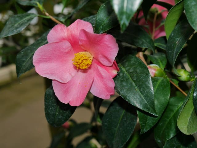 ピンク 椿 花