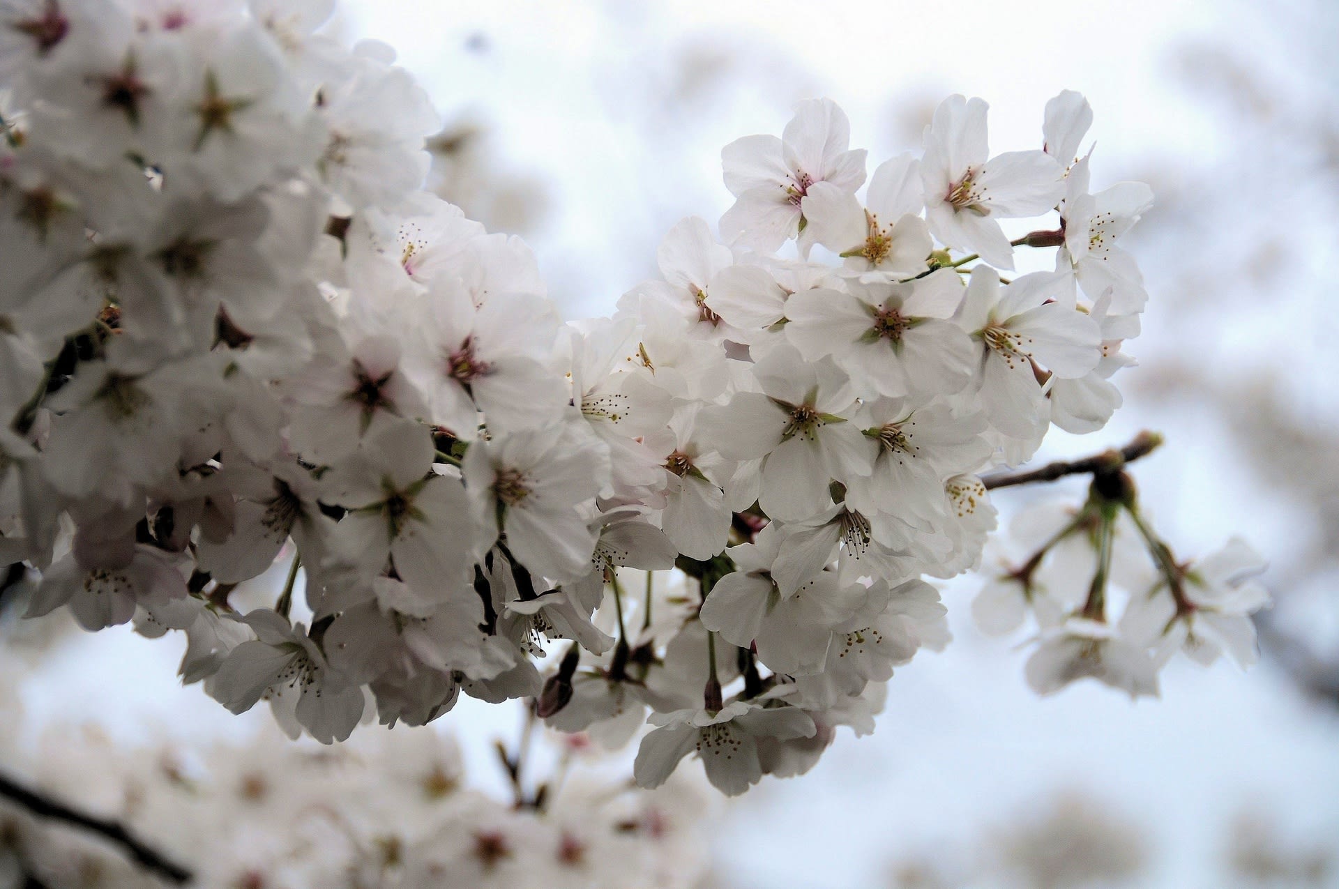 乾抻院の桜の画像