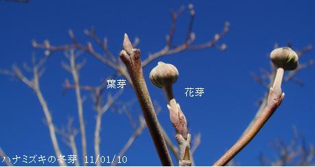 ハナミズキ 花芽 花芽の展開 開花までを編集 里山コスモスブログ