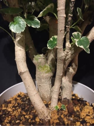 ポリシャス マルギナータ ふ たろの植物日記 観葉植物 サボテン 多肉植物