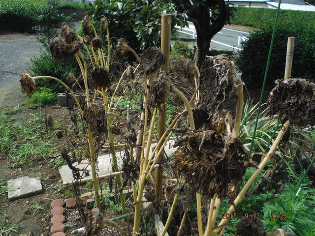 今の我が家の花 生垣マキノ木剪定 つりんぼ 今の我が家の花 生垣マキノ木剪定 つりんぼ