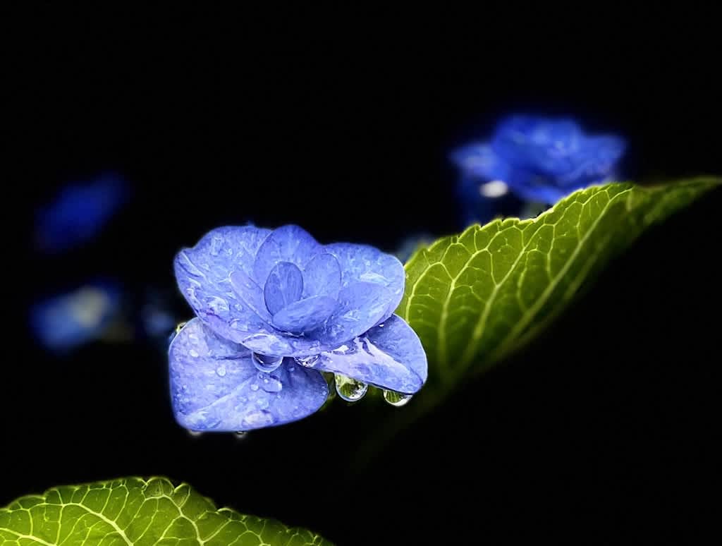 雨後の紫陽花も如何かなぁ Iphone12promaxでどんな雰囲気か 福ちゃんの散歩道 Iphone Proで遊ぶ 雨後の紫陽花も如何かなぁ Iphone12promaxでどんな雰囲気か 福ちゃんの散歩道 Iphone Proで遊ぶ