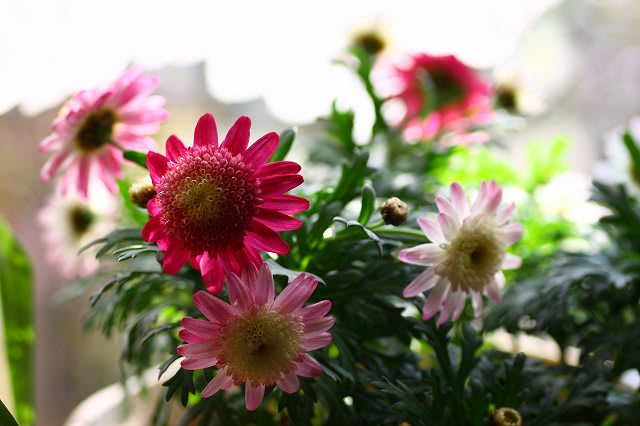 八重のマーガレット 一株からいろいろな色 雪 我が家のクリスマスローズ 梅が開花 金沢から発信のブログ 風景と花と鳥など