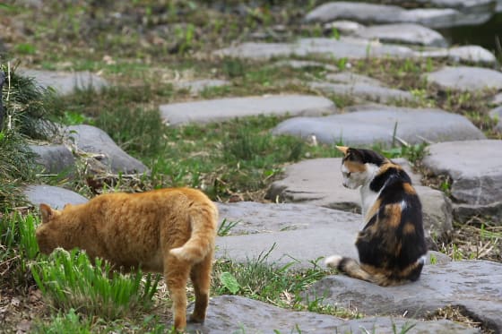 猫物語 東京 日比谷公園編 青空と大地の中で