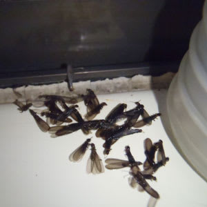羽蟻が数匹発見された様子