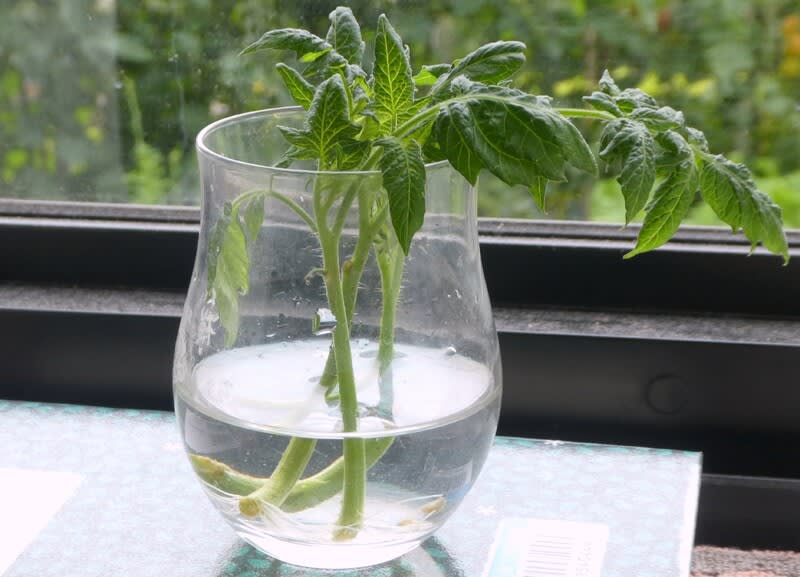 6月の趣味の園芸 トマトの脇芽を水挿し芽 発根しています 比企の丘 6月の趣味の園芸 トマトの脇芽を水挿し芽 発根しています 比企の丘