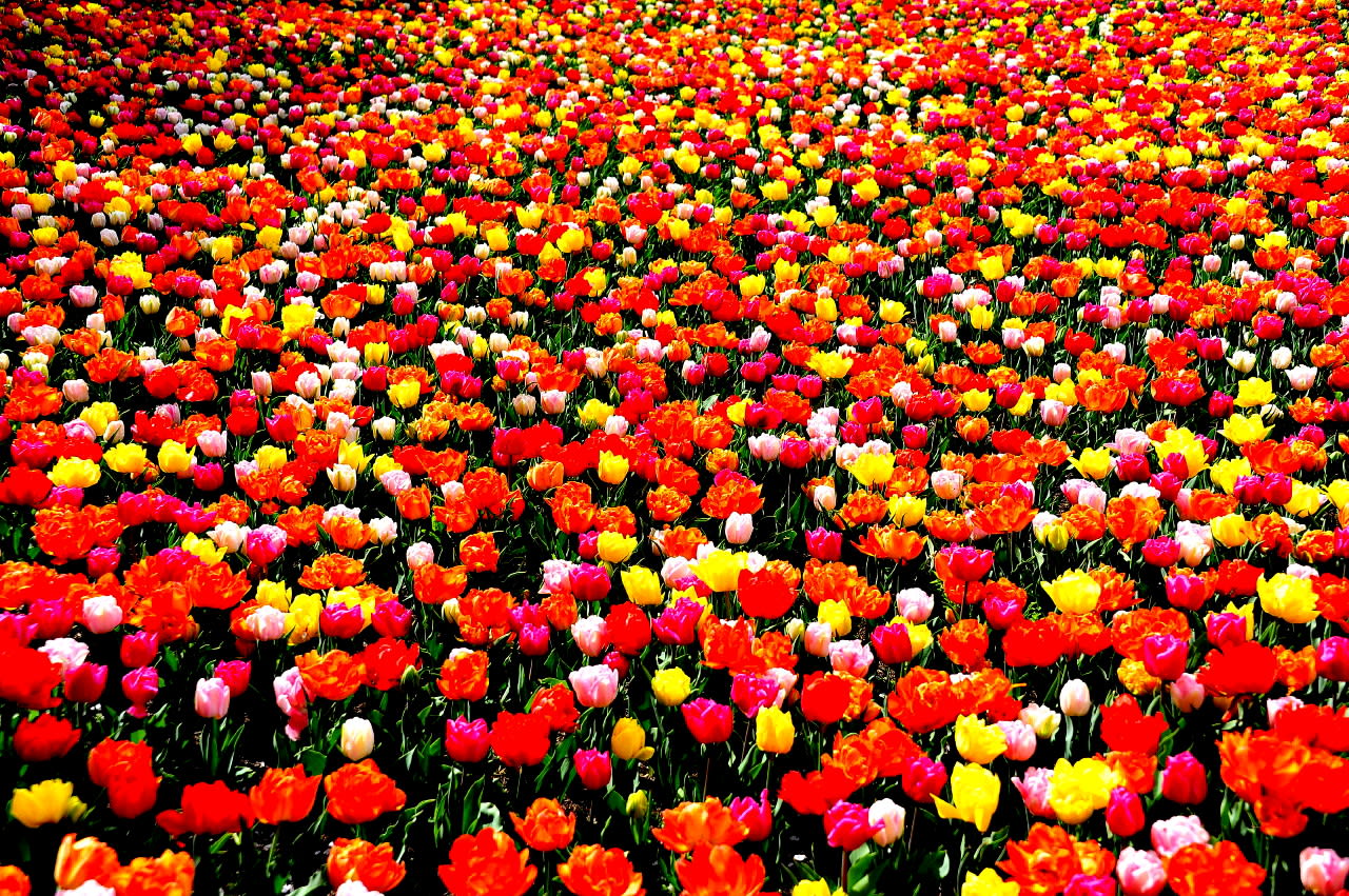 美しきお花畑は なばなの里 写真ブログ ずバッと 今日の１枚