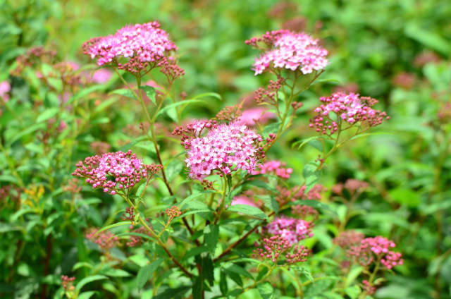 キョウガノコにシモツケ 行く川の流れ キョウガノコにシモツケ 行く川の流れ