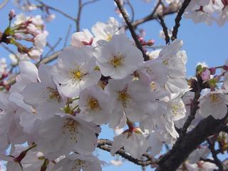 近所の桜が満開