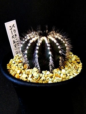 ユーベルマニア ペクチニフェラ ふ たろの植物日記 観葉植物 サボテン 多肉植物