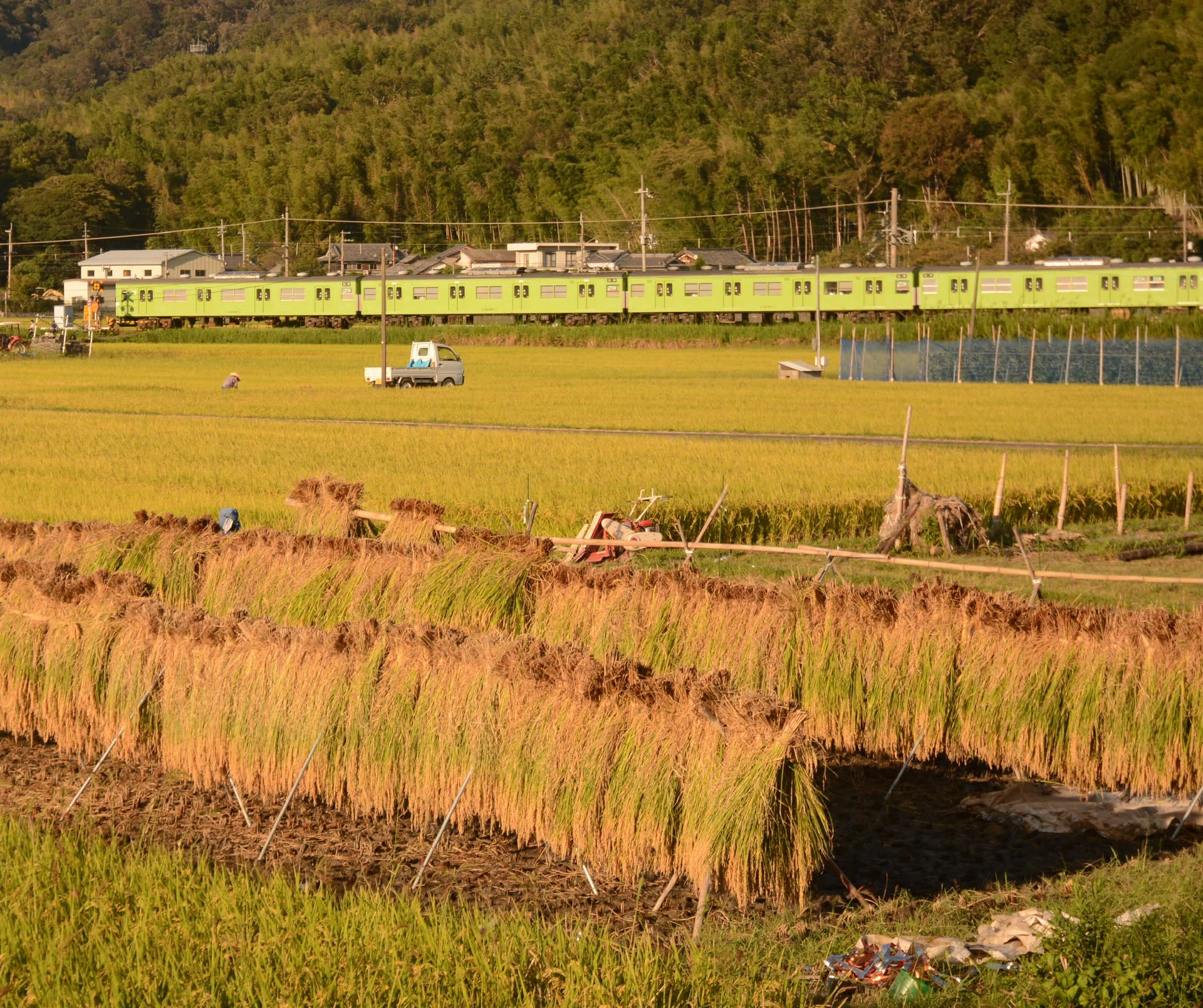 稲干し風景の奈良線 １０３系 新旧の鉄道撮影記 自然風景のある写真