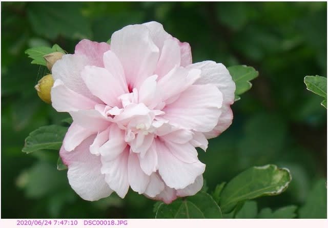 ムクゲ うすいピンク色の八重咲の花 散歩写真
